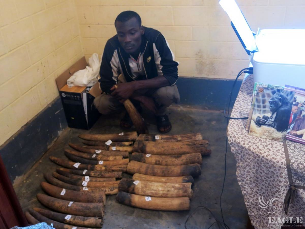 Confiscated ivory tusks seized from wildlife traffickers in Africa with suspected trafficker